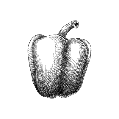 Fresh bell pepper sketch. Hand-sketched Vegetable illustration. Healthy food plant. Vector drawing of raw cultivated sweet pepper. Capsicum for grocery, markets, packaging, recipes, menus design.